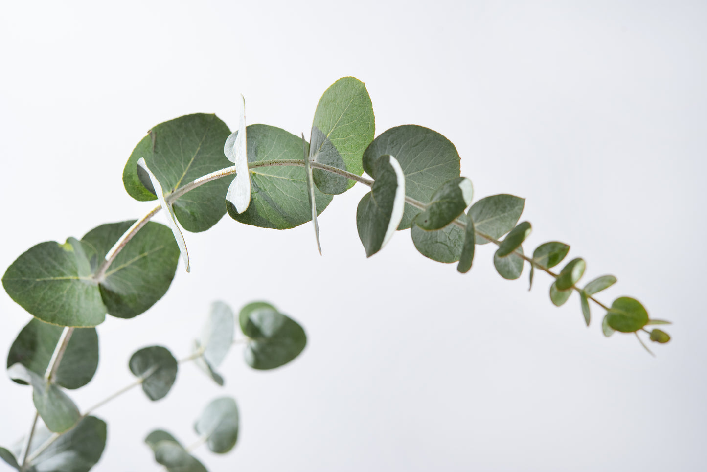 Eucalyptus- Organic Essential Oil