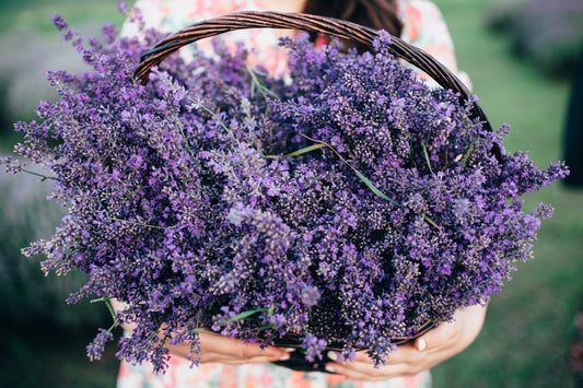 Lavender- Organic Essential Oil